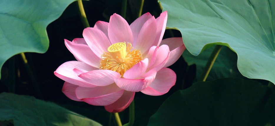 lotus