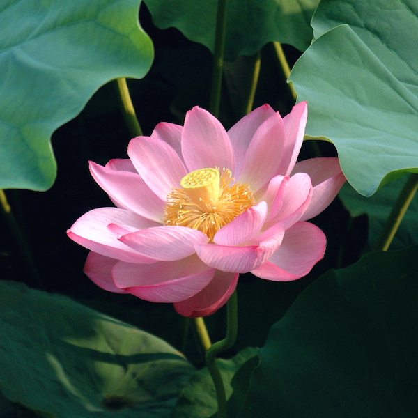lotusthumb-600x600